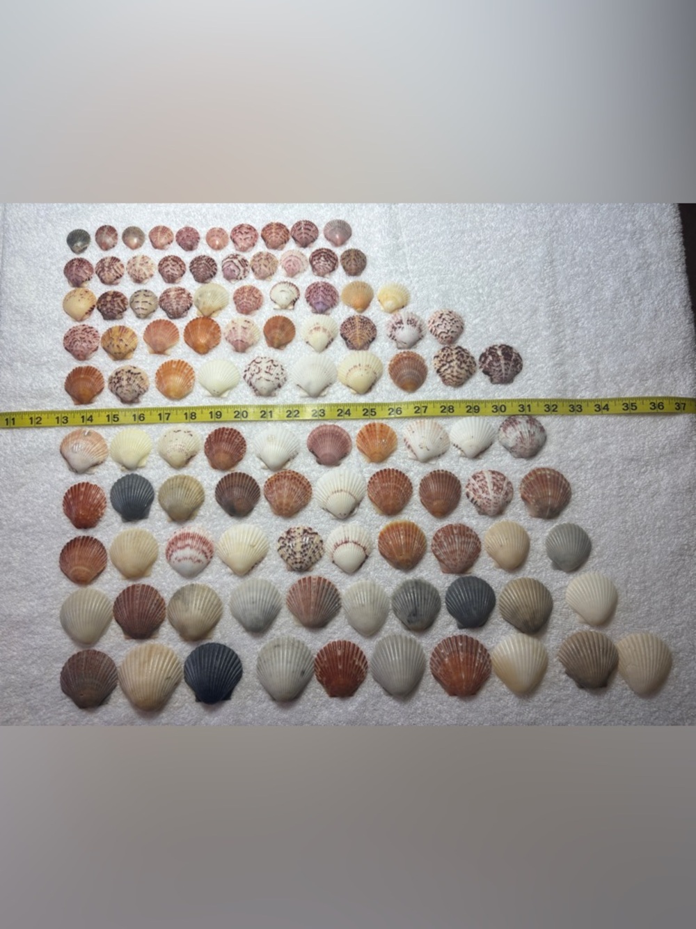 100 - Sanibel Island Scallop Seashell Collection.  Great for crafters.